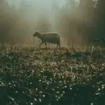 A lone sheep walking in a field illuminated by the soft light of dawn, surrounded by nature.